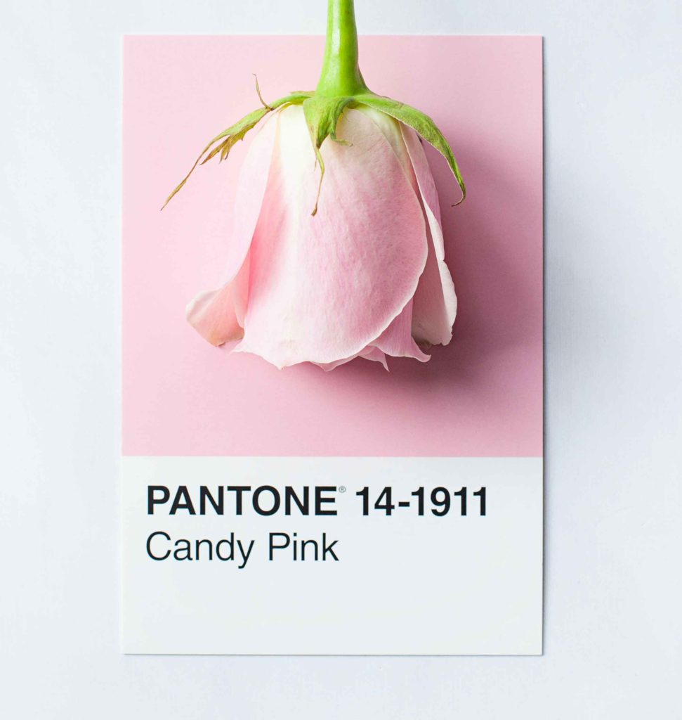 candy pink pantone - The Template Emporium