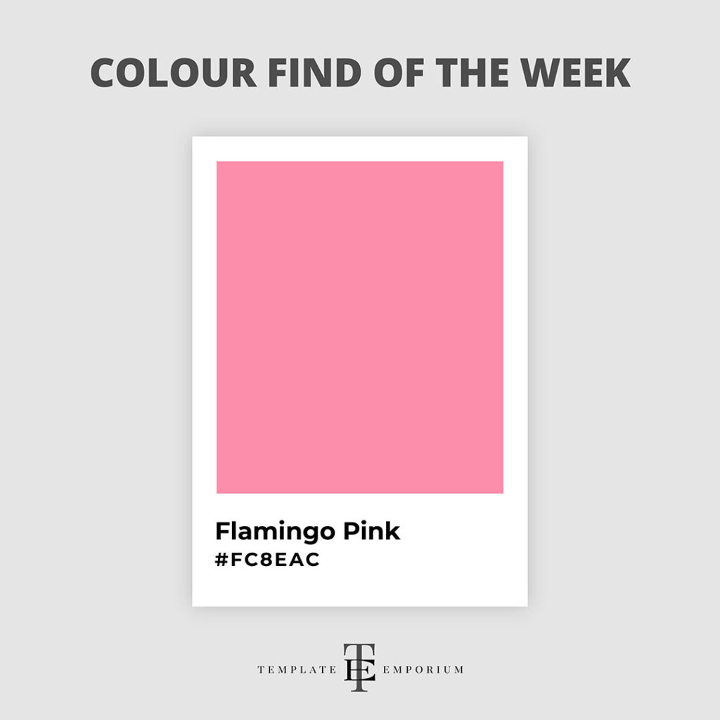 colour find of the week - Flamingo Pink - The Template Emporium